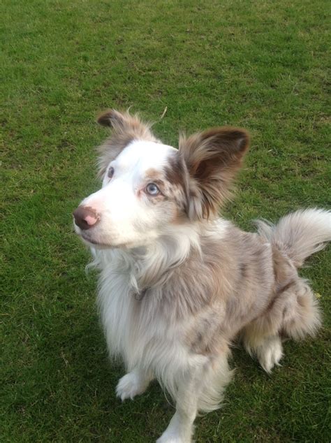 Gold creek ranch border collies have been sold to wonderful homes across the united states, in canada, and puerto rico. Our red merle border collie Rudy. | Red merle border collie, Really cute puppies, Dogs
