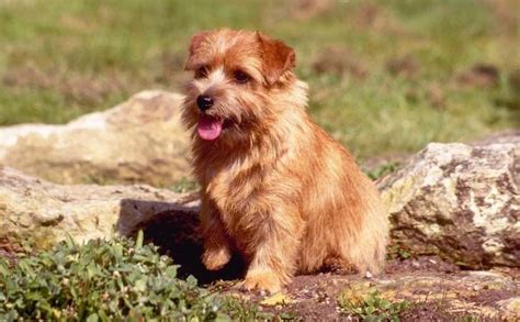 norfolk terrier dog breed information  images  research lab