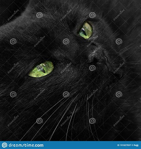 Green Eyed Black Cat Coarsely Muzzle Stock Image Image Of Black