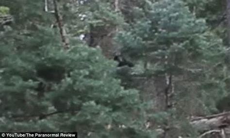 Bigfoot Filmed Walking Through Woods In Utahs Payson Canyon Daily