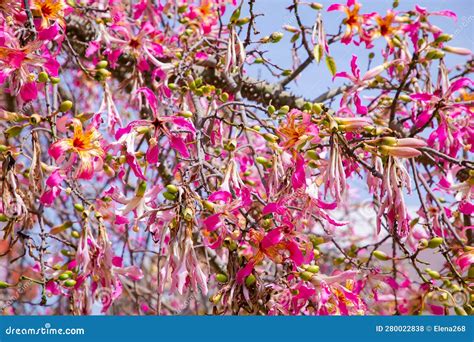 Pink Flowers Of The Silk Floss Tree Ceiba Speciosa Formerly Chorisia