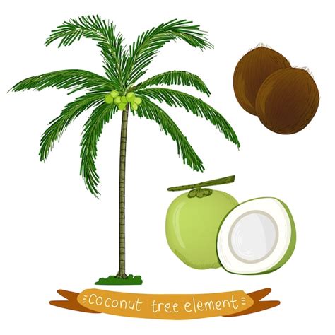 Palmera De Coco Tropical Vector Premium