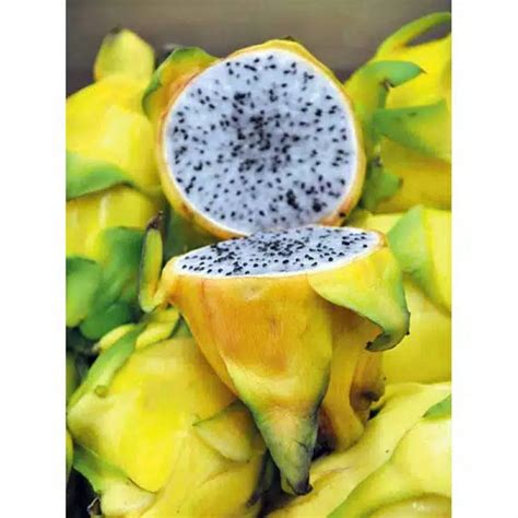 Semua desain rumah & arsitektur fashion & kecantikan film & musik flora & fauna gambar bergerak (gif) hiburan hobi & game kartun & animasi kesehatan & kedokteran kesenian & desain. Gambar Bibit Buah Naga Orange Agrowing Id Loading Gambar ...