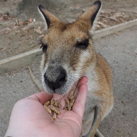 Pictures Of Kangaroos Clashing Pride