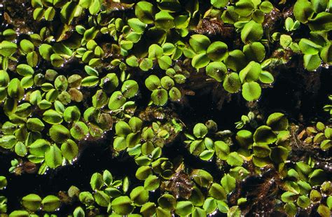 Salvinia molesta is cultivated in public and private aquatic gardens, and nurseries in at least seventeen states in the usa. Salvinia: declared pest | Department of Agriculture and Food