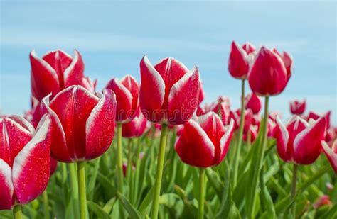 Field With Colorful Tulips Below A Blue Cloudy Sky Stock Photo Image