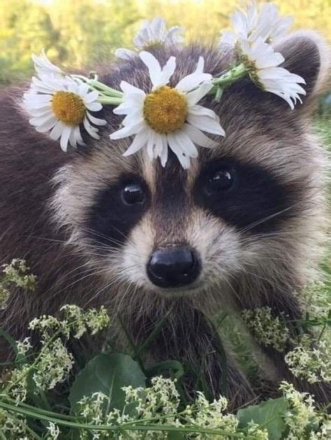 900 I Love Raccoons Ideas In 2021 Raccoon Trash Panda Animals