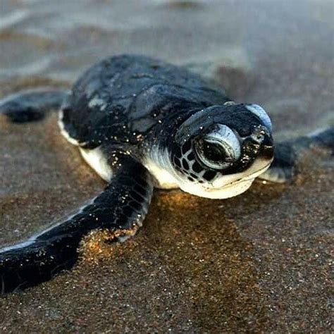 20 Of The Beautiful Baby Sea Turtle That Will You Love Cute Baby