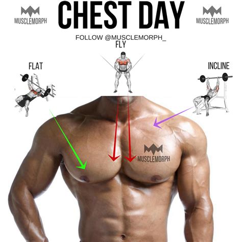 CHEST DAY CHEST EXERCISE CHEST TRAINING GYM BODYBUILDING MUSCLE MUSCLEMORPH Https