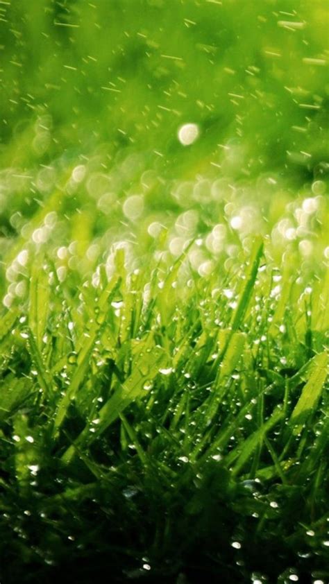 Download Whatsapp Green Wallpaper Iphone Green Wallpaper Grass