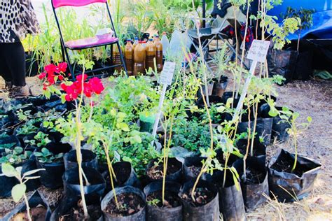 Fruit Trees - Home Gardening Apple, Cherry, Pear, Plum ...
