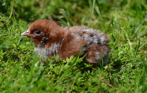 Due to unprecedented order volume we are currently only taking orders the westfalische totleger, better known as the deathlayer, is an very old and very rare german breed. Greenfire Farms - Deathlayer