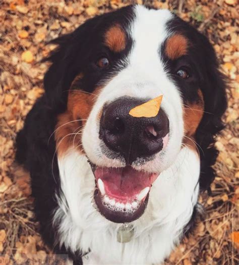 10+ Reasons Your Next Pet Needs To Be A Bernese Mountain Dog
