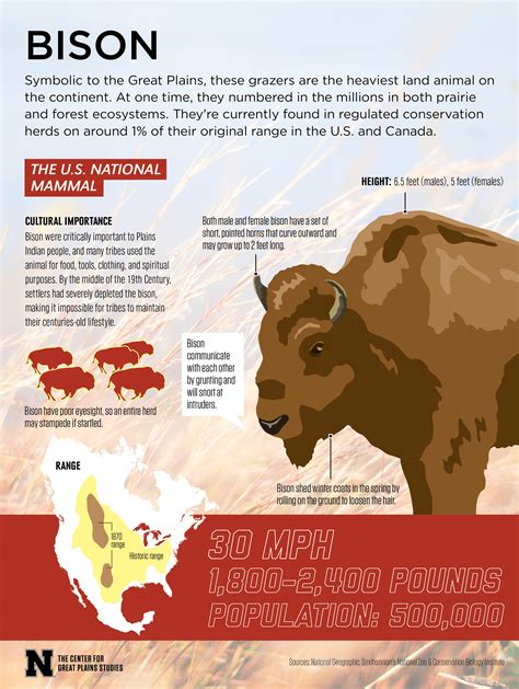 Bison Infographic