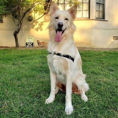 All windy knoll golden retriever puppies see a veterinarian, and are wormed multiple times before leaving. German Shepherd Golden Retriever Mix in 2020 | Golden ...
