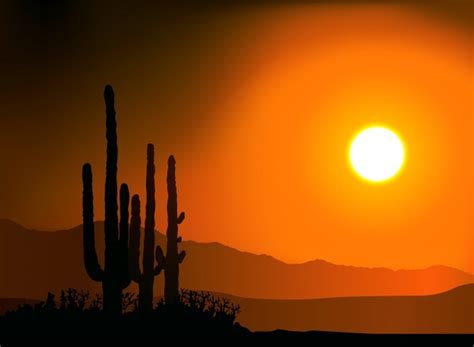 Premium Vector Sunset Silhouetting Cactus And Mountains