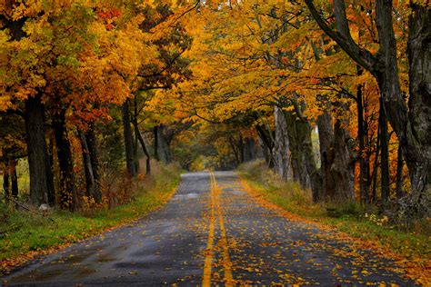Free Photo Road In Autumn Autumn Orange Woods Free Download Jooinn