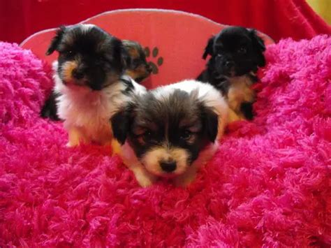 Yorkillon Papillon Yorkie Mix Info Temperament Puppies And Pictures