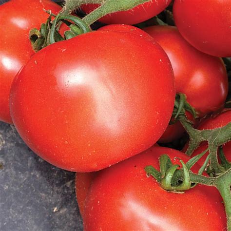 Tasti Lee 2 Hybrid Tomato Medium Large Tomato Seeds Totally Tomatoes