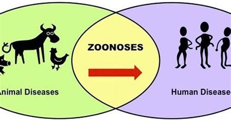 4 Hs Healthy Approach To Zoonotic Diseases