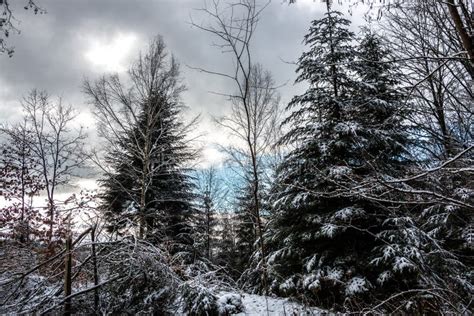 Snowy Clearing In The Middle Of The Winter Forest Stock Photo Image