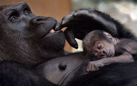Aquí os dejo la información que acompaña al vídeo en el youtube: Los 10 mejores sitios para ver animales en semilibertad >> El Viajero Astuto >> Blogs EL PAÍS