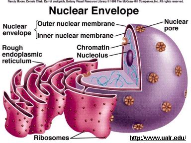 Maybe you would like to learn more about one of these? Nucleus, Mitochondria, Chloroplasts