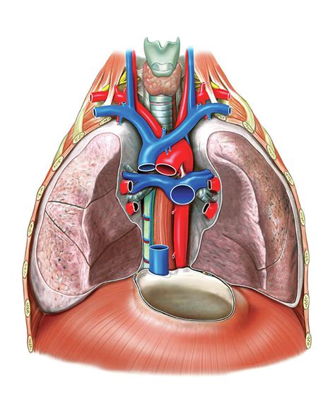 Mediastinal Lymph Nodes Anatomy