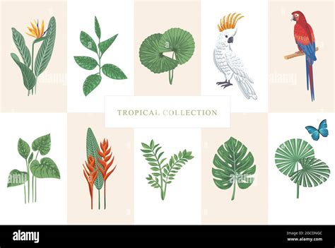 vector tropical collection stock vector image and art alamy