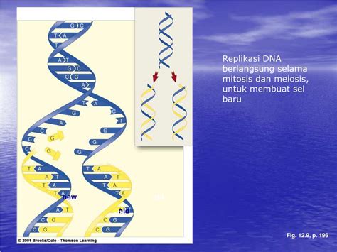 PPT BIOTEKNOLOGI PERIKANAN Struktur Sel DNA Dan RNA Replikasi DNA