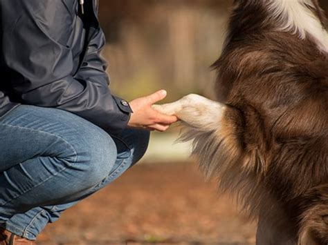 The Human Animal Bond Pet Talk Vmbs News
