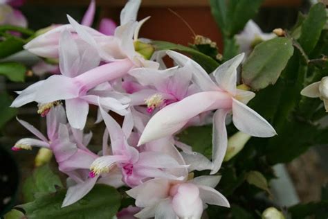 In todays video learn how to repot your christmas cactus, when you should repot. The Flower Bin: Christmas cactus care