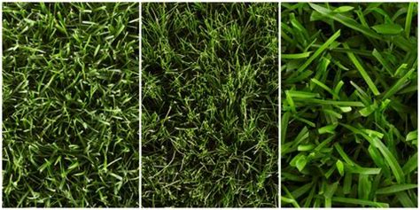 Bentgrass can be found on most golf courses in the northern u.s. Best Types of Grass - How to Grow Grass