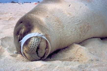 What can we do to help? Cut plastic rings... - Wild Side Hawaii