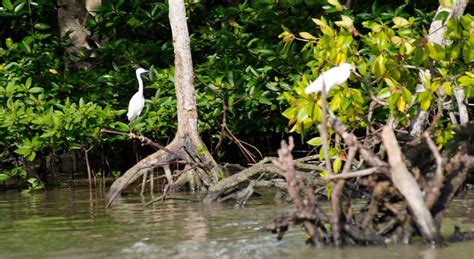 Matang mangrove forest is the largest stand of mangrove ecosystems in peninsular malaysia. Kuala Gula, Perak ~ JommJalan