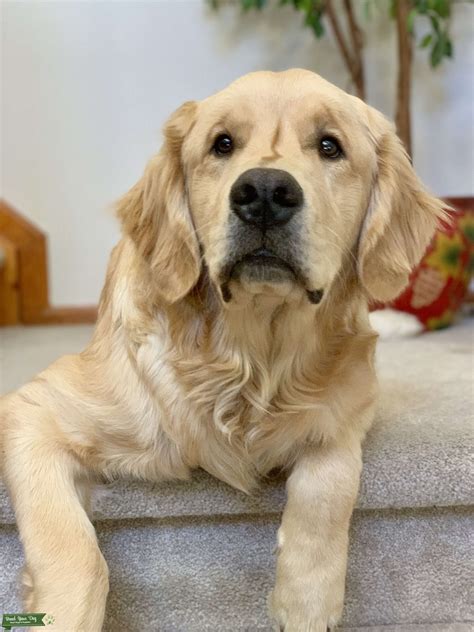 Male Golden Retriever Stud Dog In Colorado The United States Breed