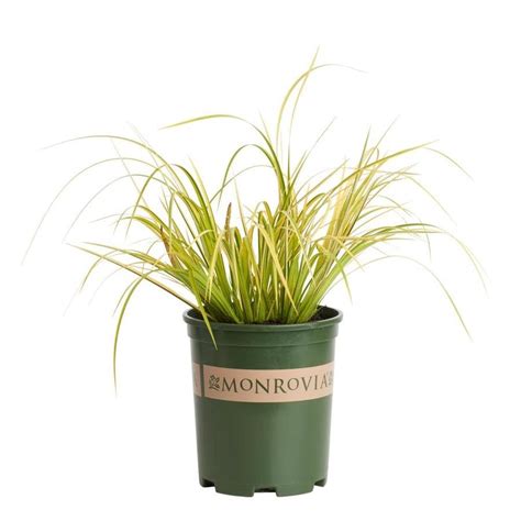 Monrovia 26 Quart In Golden Variegated Sweet Flag At