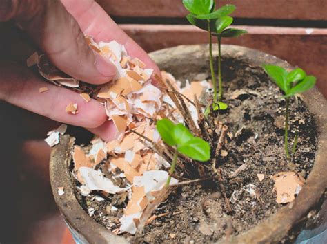 How To Use Eggshells To Fertilize Your Garden Plant Index