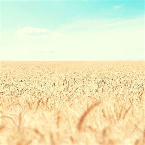 Pure Nature Wheat Field Retina Ipad Air Wallpaper Ipad Air