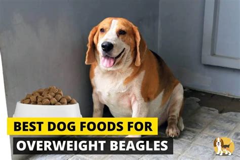 5 Best Weight Loss Dog Food For Overweight Beagles Beagle Care