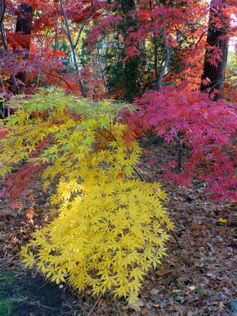 The Gardeners Delight Japanese Maples Great Fall Colors For Shady