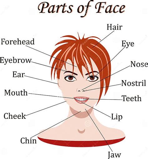Vocabulary Of Face Parts For Lessons Vector Illustration Stock Vector