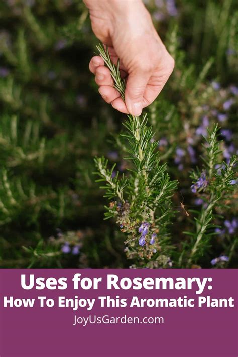 Uses For Rosemary How To Enjoy This Aromatic Plant