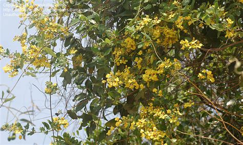 Plant Identification Closed Yellow Flowering Vine 1 By Barranquilla