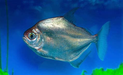 Pacu Peixe Agua Doce