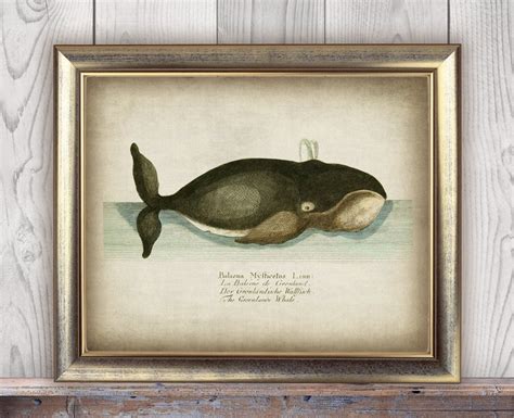 Printable Whale Print Digital Download Antique Greenland Whale Image