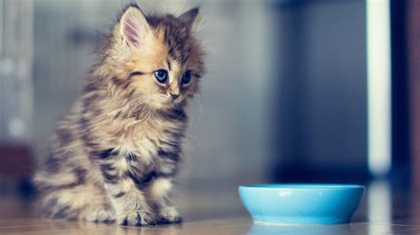 We offer an extraordinary number of hd images that will instantly freshen up your smartphone or computer. Charming Cat Baby Wallpaper | HD Wallpapers