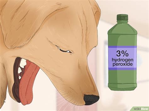 How To Make A Dog Vomit In An Emergency Situation