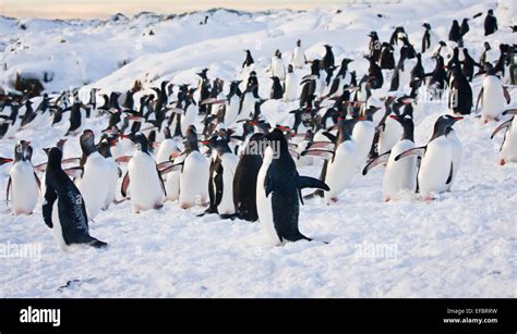 Large Group Of Penguins Stock Photo Alamy