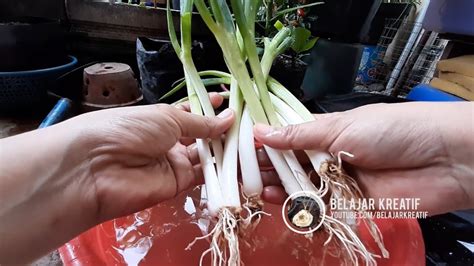 We did not find results for: Cara Menanam Daun Bawang dirumah dan Cara Mudah Merawatnya ...